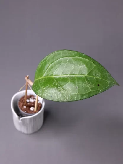 Hoya verticillata Lampung 'Wayang'