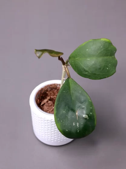 Hoya obovata outer variegated ‘Amela’/ 'Amelia'