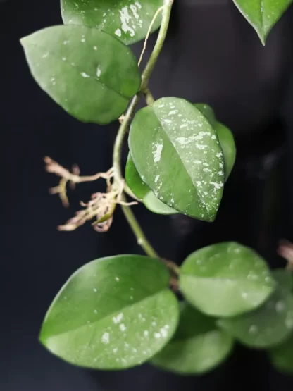 Hoya carnosa 'Speckles' (reverted), vastaleikattu