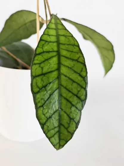 Hoya sp. Kalimantan, vastaleikattu