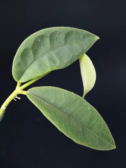 Hoya kapuasensis, vastaleikattu